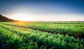 SOLUTION D'ÉVACUATION POUR PLANÈTE VÉGÉTAL